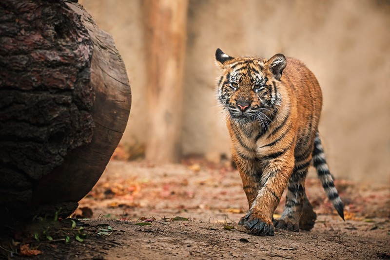 tiger, animals, mammals, big cats