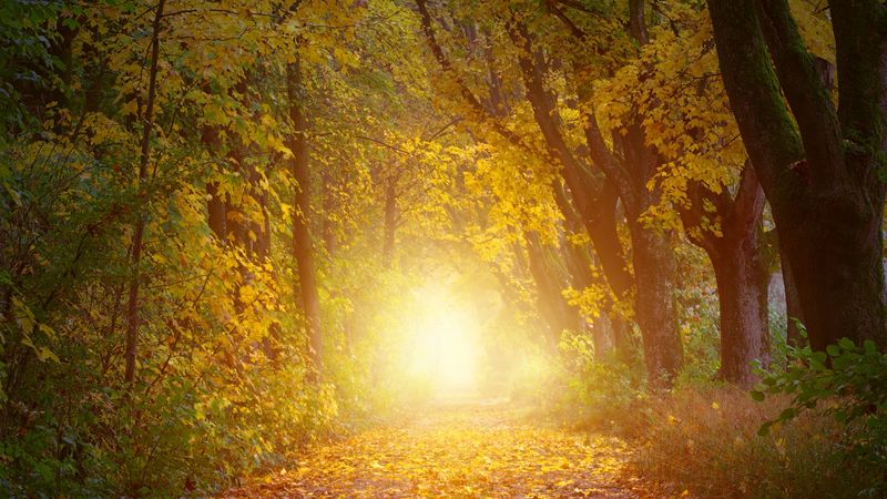 autumn, trees, arch, sunlight, path, 4k