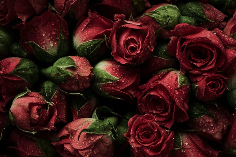 water drops, rose, flowers, red flowers