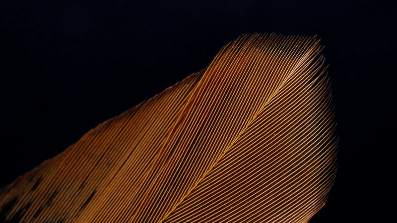 feather, macro, stripes, texture, 4k