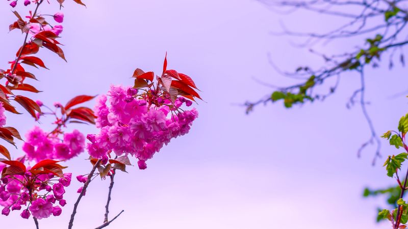flower, pink, branch, bloom, macro, bush, sky, 4k