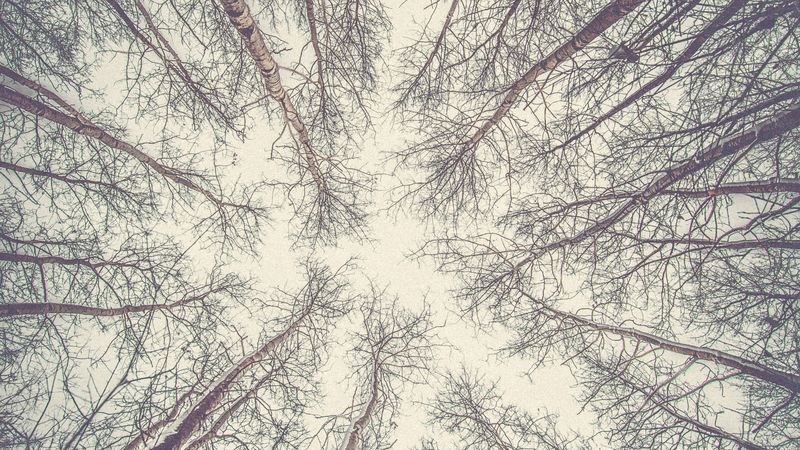 trees, branches, bottom view, bright, sky, 4k