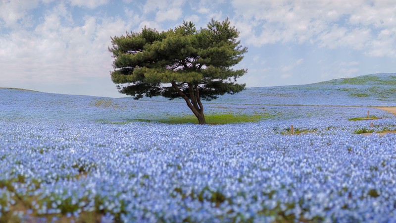 nature, trees, flowers, depth of field, field, blue