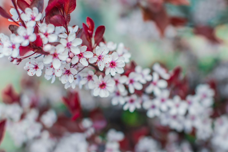 nature, flowers, leaves, red leaves, depth of field, closeup