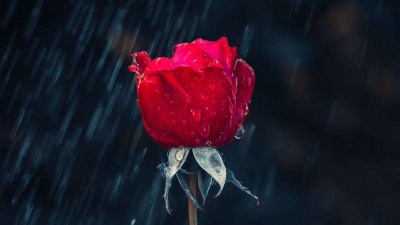 rose, red, red flowers, flowers