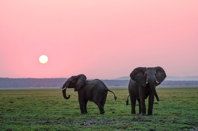 elephant, Sun, Africa, grass, green, nature, landscape