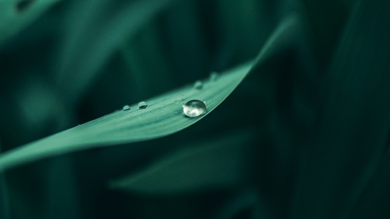 leaves, water drops, depth of field, closeup, plants, green, macro, nature