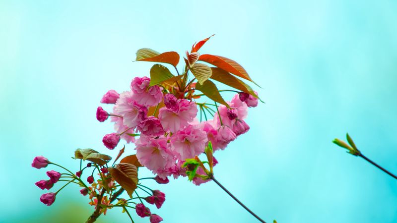 flowers, pink, flowering, branch, flora, spring, 4k