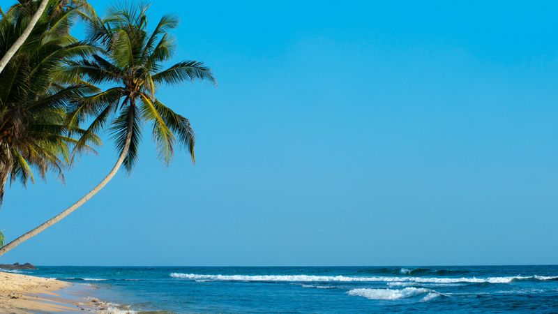 palm, palm trees, beach, tropics, shore, surf, ocean, sea, 4k
