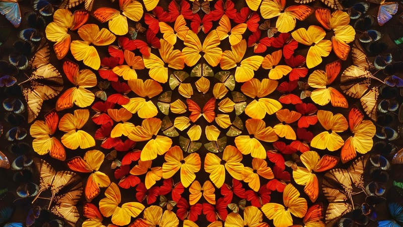 butterflies, butterfly, nature, insect, colorful, circle