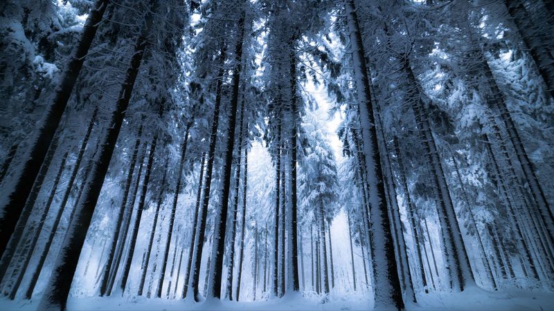 forest, winter, trees, snow, bottom view, fog, 4k