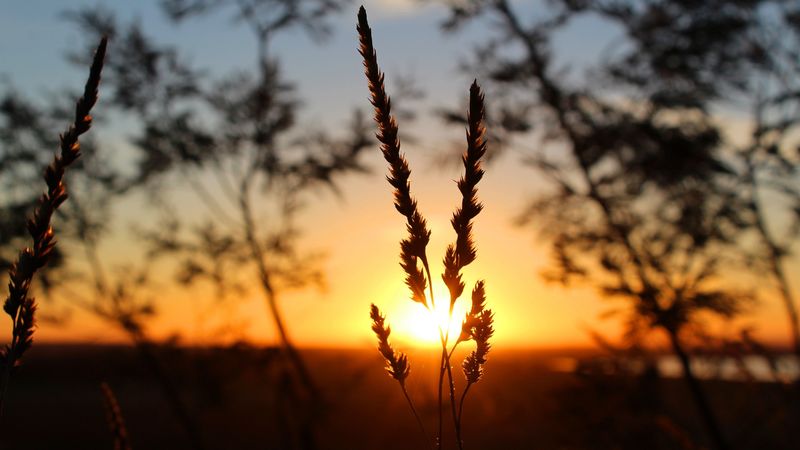 grass, sunset, macro, blur, sunlight, 4k