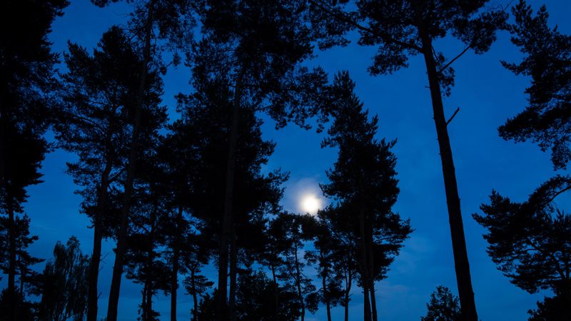 trees, branches, moon, sky, night, 4k