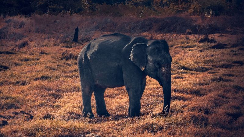 elephant, wildlife, african elephant, 4k