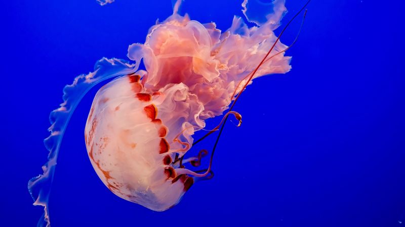 jellyfish, underwater world, tentacles, ocean, swim, blue, 4k