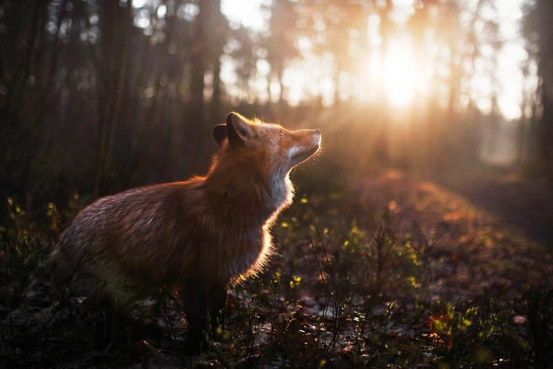 nature, animals, fox, forest, trees