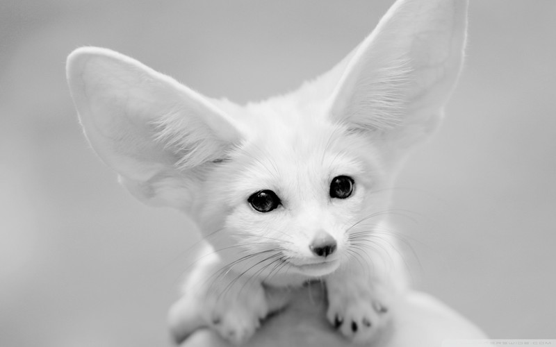 animals, fox, fennec, white