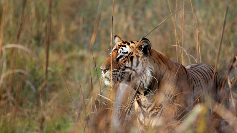 nature, animals, big cats, tiger, Bengal tigers