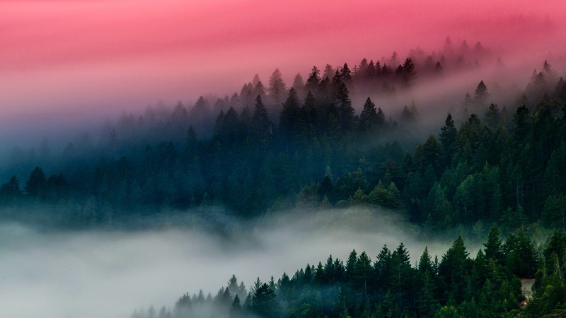 forest, nature, mist