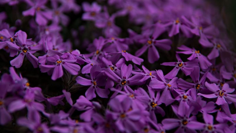 flowers, petals, purple, 4k