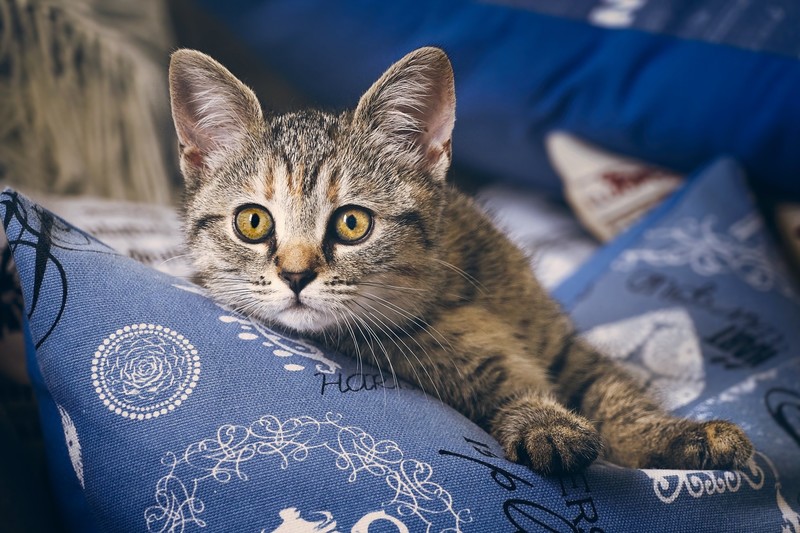mammals, animal eyes, yellow eyes, cats, animals