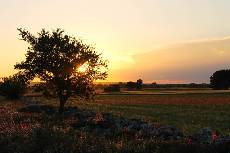 Puglia, Murgia, landscape, Italy