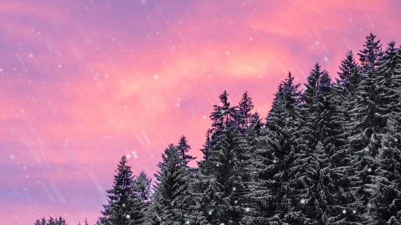 spruce, snow, snowfall, sky, winter, forest, 4k