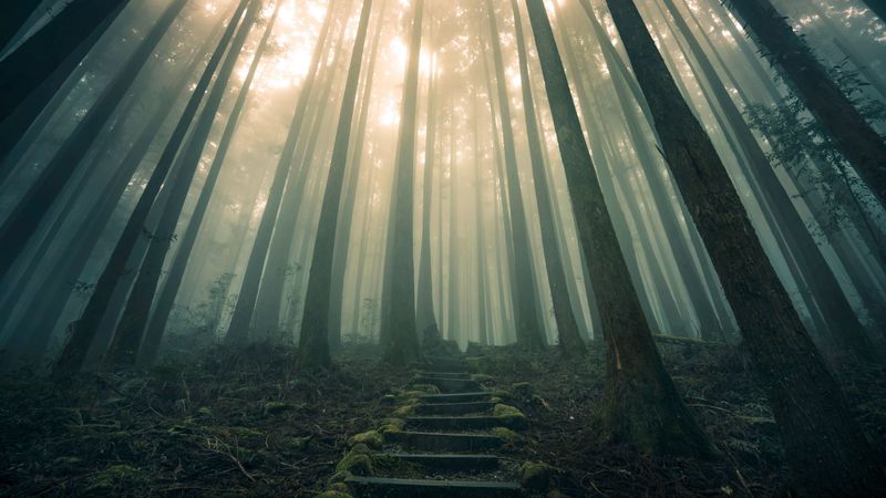 forest, stairs, fog, 4k