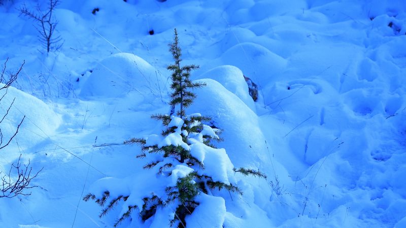 snow, spruce, prickles, drifts, winter, 4k