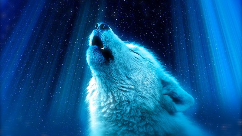 wolf, white, artwork, howling, blue background, animals