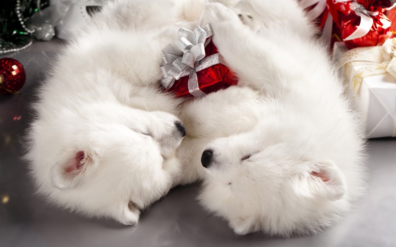 Samoyed, puppies, dog, presents, Christmas