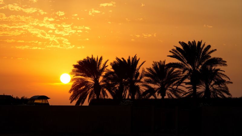 palm trees, sunset, horizon, sky, clouds, outlines, dark, 4k