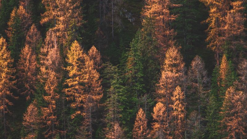 trees, forest, aerial view, autumn, colors of autumn, green, golden, 4k
