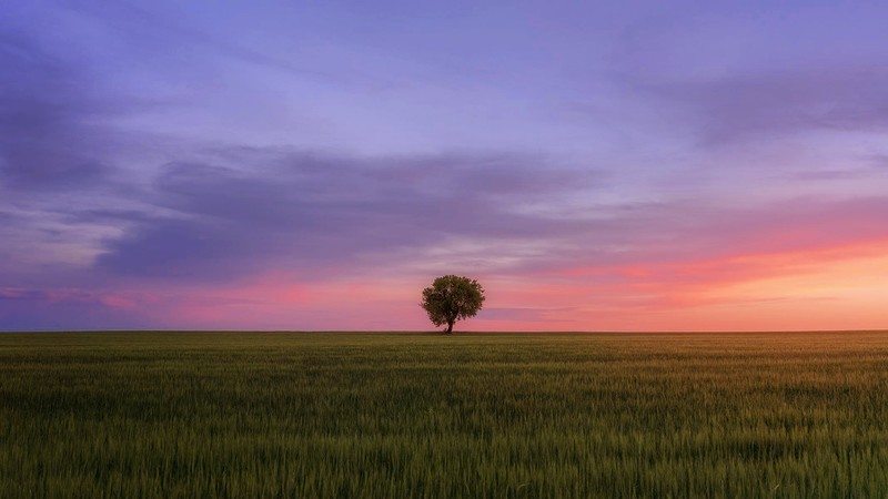 trees, horizon, sky, grass, nature, landscape, sunset, Spain