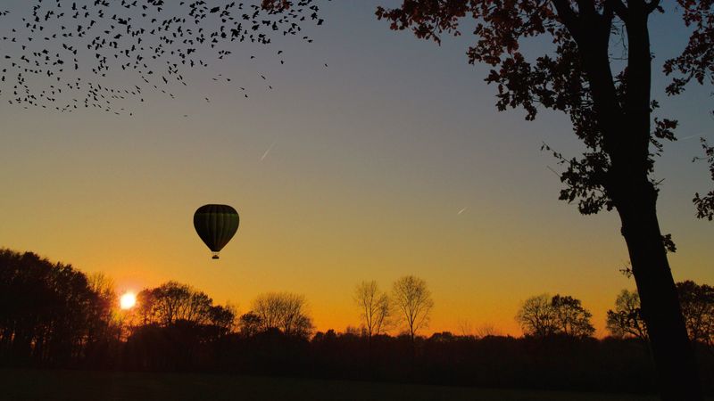 air balloon, aerostat, tree, sunset, foliage, horizon, 4k