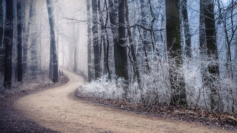 path, fog, forest, winter, frost, 4k