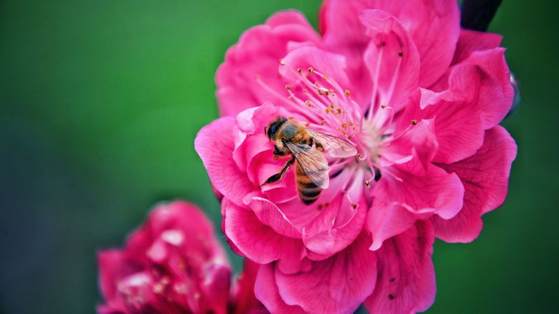 bee, flower, pollination, pink, macro, 4k