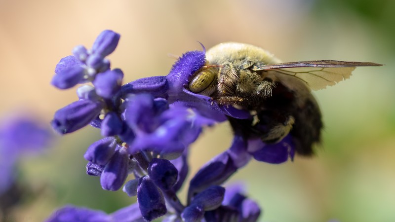 Bumblebee, photography, animals, flowers, insect, plants