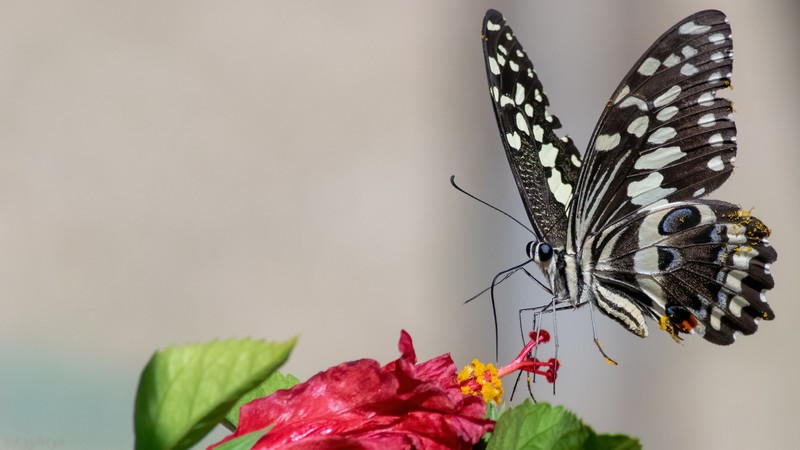 butterfly, photography, animals, insect, macro