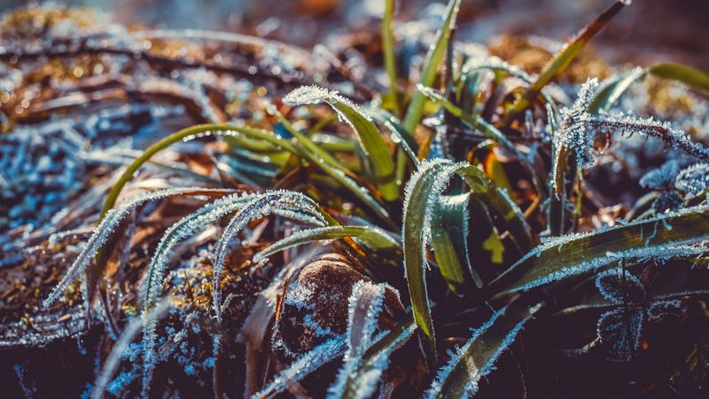 grass, frost, snow, macro, blur, 4k