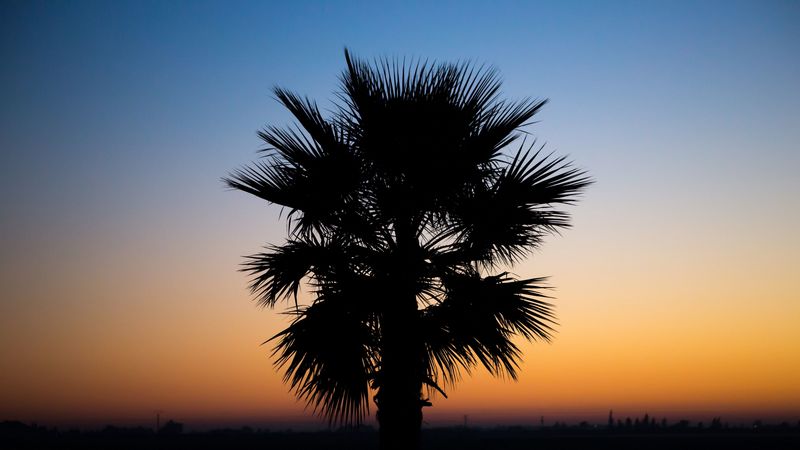 palm, sunset, tropics, night, outline, branches, dark, 4k