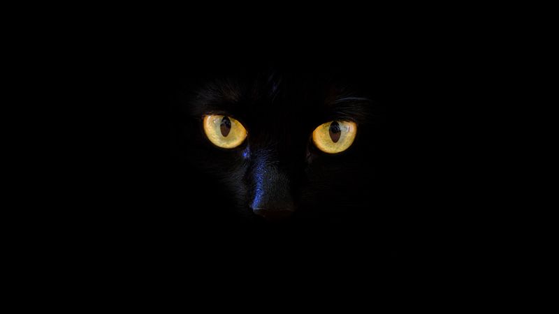 cat, black cat, eyes, dark, 4k