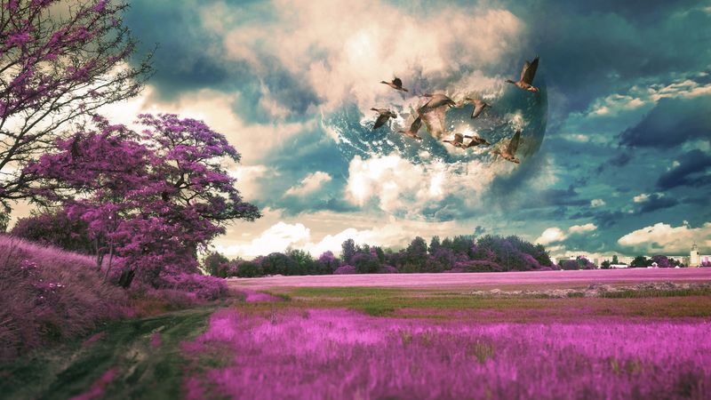 field, birds, photoshop, flight, sky, grass, 4k