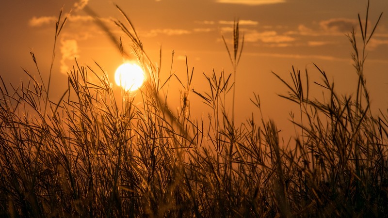 sunset, grass, photography, landscape