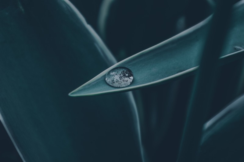 dark, emotion, nature, leaves, green, water, water drops, spring