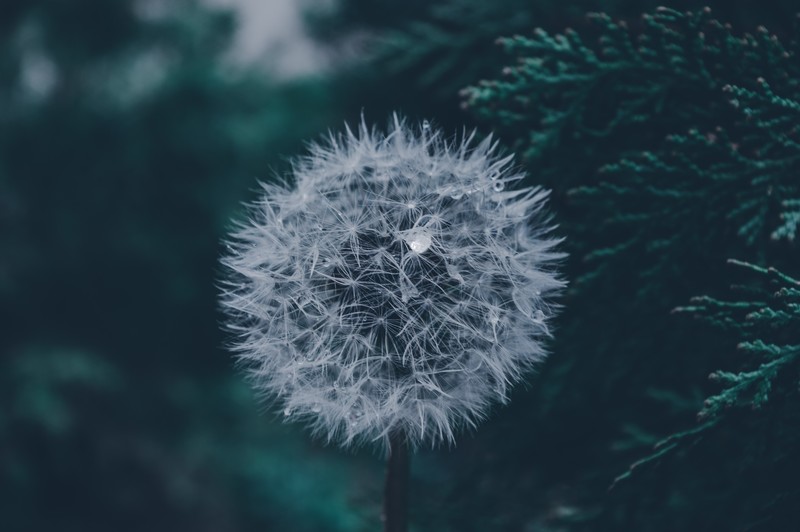 dark, emotion, nature, leaves, green, water drops, dandelion, spring