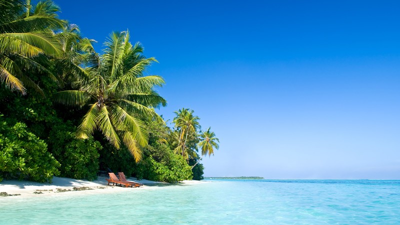nature, island, palm trees, beach