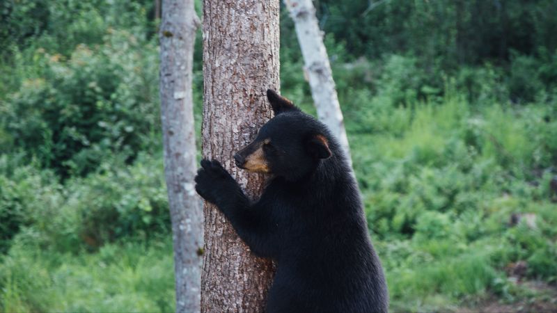 bear, predator, tree, 4k