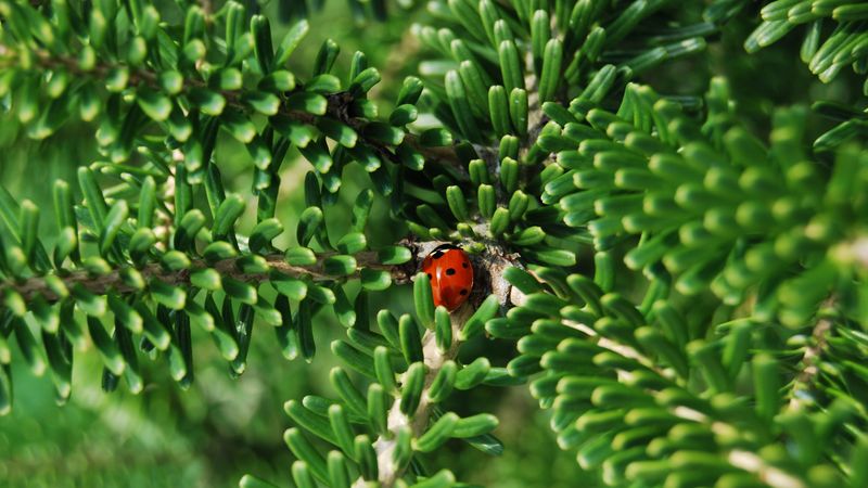 ladybug, insect, macro, branches, 4k