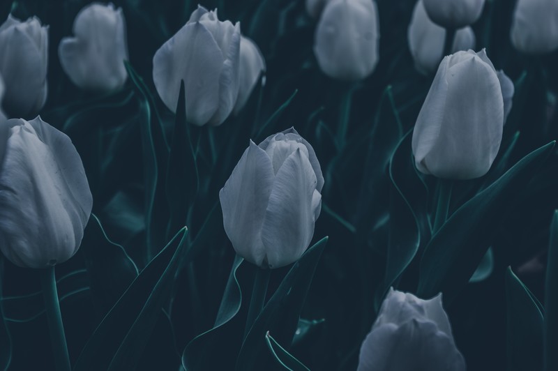 dark, nature, leaves, green, white, tulips, spring